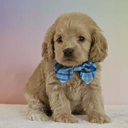 Leon - Red male Cockapoo puppy in Louisburg, North Carolina from Raven Oak's Mini Cockapoos and Mini Dachshunds