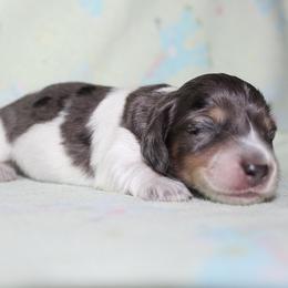 Boy 2 - Blue and tan male Dachshund puppy in Craig, Colorado from Rocky Mountain Shih Tzus and Dry Creek Miniature Dachshunds