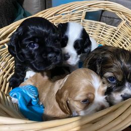 Cocker Spaniel Puppies from Mable meadows Cockers