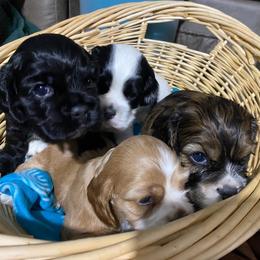 Cocker Spaniel Puppies from Mable meadows Cockers