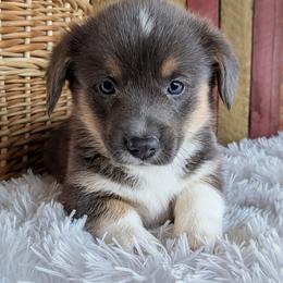 Jace - Gray and white male American Corgi puppy in Shawnee, Oklahoma from Sunray Ranch
