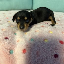 Gray - Black and tan male Dachshund puppy in Live Oak, Florida from The Weenie Herd Mom