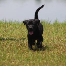 Boy 4 - Black male Labrador Retriever puppy in Four Oaks, North Carolina from TLC Retrievers