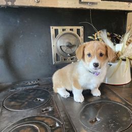 Pembroke Welsh Corgi Puppies from Whistling Wind Corgi’s