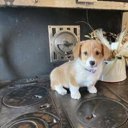 Pembroke Welsh Corgi Puppies from Whistling Wind Corgi’s