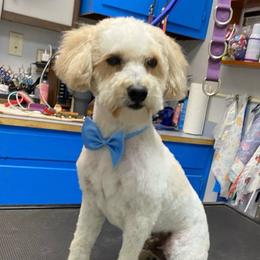 Rizzo - Poodle