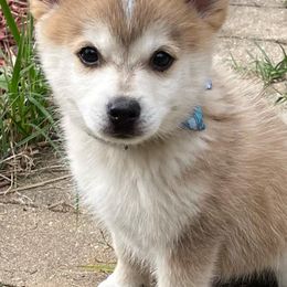 Pomskies from By Design Kennel