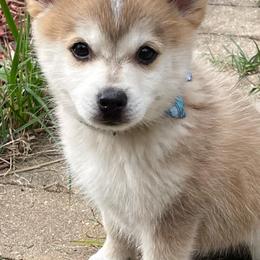 Pomskies from By Design Kennel