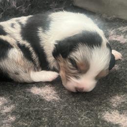 Glacier - Blue merle male Australian Shepherd puppy in El Dorado Hills, California from Trinity Aussies