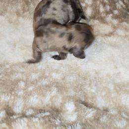 Dapple Boy - Dapple male Dachshund puppy in Barre, Massachusetts from Central Mass Dachshunds