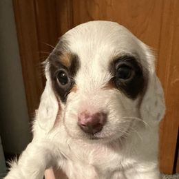 Dachshunds from Ashton’s Doxies of Southern IL
