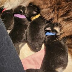 Finnish Lapphund and Leonberger Puppies from Lighthouse Lapphunds and Leos by the Sea