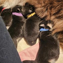 Finnish Lapphund and Leonberger Puppies from Lighthouse Lapphunds and Leos by the Sea