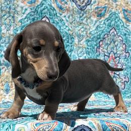 Stella - Gray (blue) and cream female Dachshund puppy in Lincoln, Arkansas from Red Dirt Dachshunds
