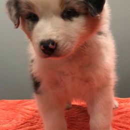 Australian Shepherds from WillC Australian Shepherds