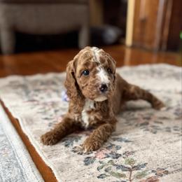Nellie - Red female Bernedoodle puppy in Constableville, New York from Zehr’s Labradoodles & Bernedoodles