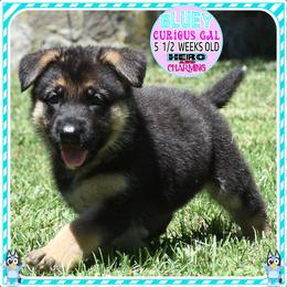 BLUEY - Black and tan female German Shepherd puppy in Murrieta, California from Diamond Oaks German Shepherds