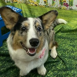Wendy - Cardigan Welsh Corgi