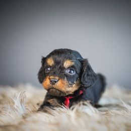 Ridge - Black and tan male Cavapoo puppy in Caldwell, Idaho from Boise Doodle Co.
