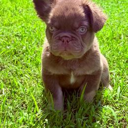 Dante - Tricolors male French Bulldog puppy in Tulsa, Oklahoma from EvergreenEliteKennel