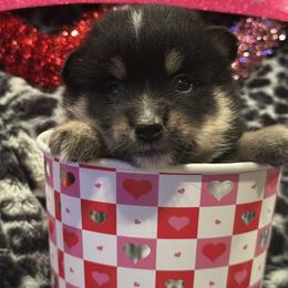 Dustin - Black and white male Pomsky puppy in Oak Harbor, Washington from Island Pomskies