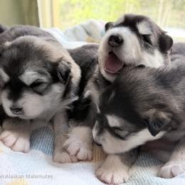 Alaskan Malamute puppies from Snowlion Alaskan Malamutes