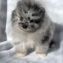 Claus - Blue merle male Pomeranian puppy in Coleman, Oklahoma from Pretty Poms