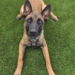 Chilly - Fawn male Belgian Malinois puppy in Sherman Oaks, California from Andy's Elite K9