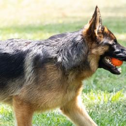 German Shepherds from Sentinel German Shepherds