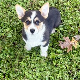 Superman - Fawn male Pembroke Welsh Corgi puppy in Pikeville, Tennessee from Rock Solid Ranch