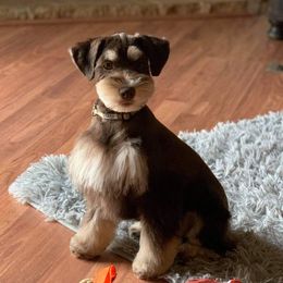 Stogie - Miniature Schnauzer