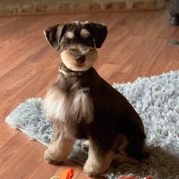 Stogie - Miniature Schnauzer