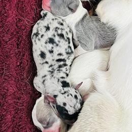 Boy 2 - male Chihuahua puppy in Framingham, Massachusetts from Boston Chi Chis