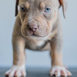 Portugal - Lilac tri-color male American Bully puppy in Frederick, Maryland from EastSideMarky