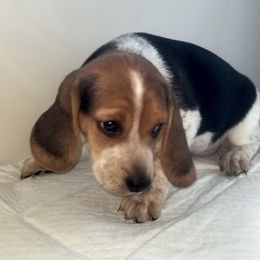 Star - Black tan and white female Beagle puppy in Peculiar, Missouri from At home