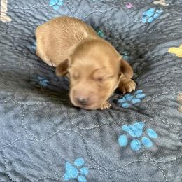 Snickers - Cream female Dachshund puppy in Wolf Lake, Indiana from Canisteo Dachshunds