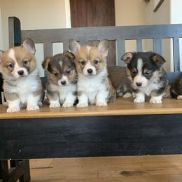 Pembroke Welsh Corgi Puppies from Nunas Corgis