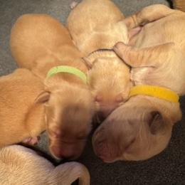 Golden Retriever Puppies from Pura Vida Golden Retrievers
