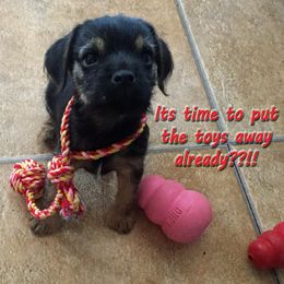 Border Terrier Puppies from Silli's Border Terriers