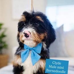 Clyde - Tri-color male Bernedoodle puppy in Port Orange, Florida from Royal doodles of Florida