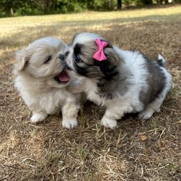 Pekingese Puppies from Ashlyn's Pups
