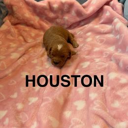 Houston - Red male Cavapoo puppy in Sherwood, Michigan from Patrick's Puppies