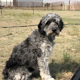Matilda - Aussiedoodle