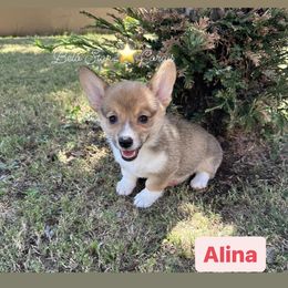 Girl 4 - Pembroke Welsh Corgi puppy from Belo Star Corgis