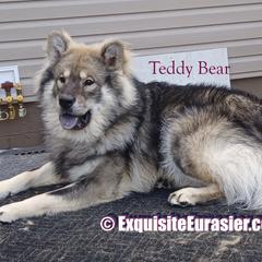 Teddy Bear - Eurasier