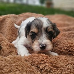 Maverick - White male Cavapoo puppy in Decatur, Illinois from Petite Pups