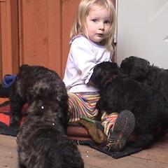 Bouvier des Flandres from Tomten Bouviers