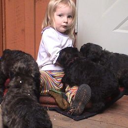 Bouvier des Flandres from Tomten Bouviers