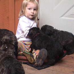 Bouvier des Flandres from Tomten Bouviers