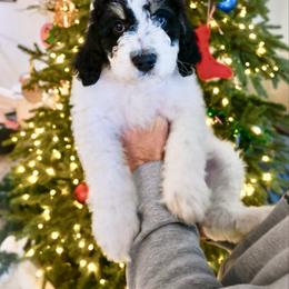 Blitzen - Black and white male Bernedoodle puppy in Lookout, California from Remington Kennels, LLC